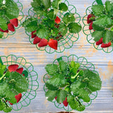 Iceyyyy 10 Pack Strawberry Plant Stand Supports-Strawberry Plant Support Stand Rack with 4 Support Feets-Growing Frame Holder Cage to Keep Berries Clean and Prevent Rot
