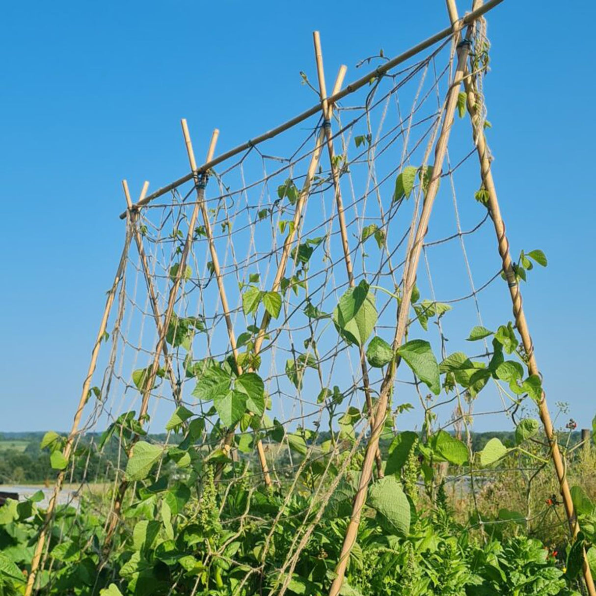 Jute Trellis Netting for Climbing Plants, Heavy Duty Jute Plant Support Net Natural Jute Hemp Rope Net with 5.9 inch Mesh for Climbing Vine Vegetables Cucumber, Tomatoes, Peas (6.5 * 16.5 FT)