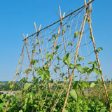 Jute Trellis Netting for Climbing Plants, Heavy Duty Jute Plant Support Net Natural Jute Hemp Rope Net with 5.9 inch Mesh for Climbing Vine Vegetables Cucumber, Tomatoes, Peas (6.5 * 16.5 FT)