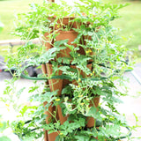 Greenstalk Set of 3 Plant Supports for Growing Tomatoes, Cucumbers, Peppers, Eggplant, and Squash Vertically in a Vertical Planter