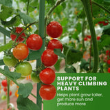 Tomato Cage Square - Large Trellis Stakes and Plant Support Structures for Vegetables and Climbing Plants - Tall Tomato Cages for Garden, Pots, Raised Garden Bed Outdoor Supplies (6 Pack - Up to 58")
