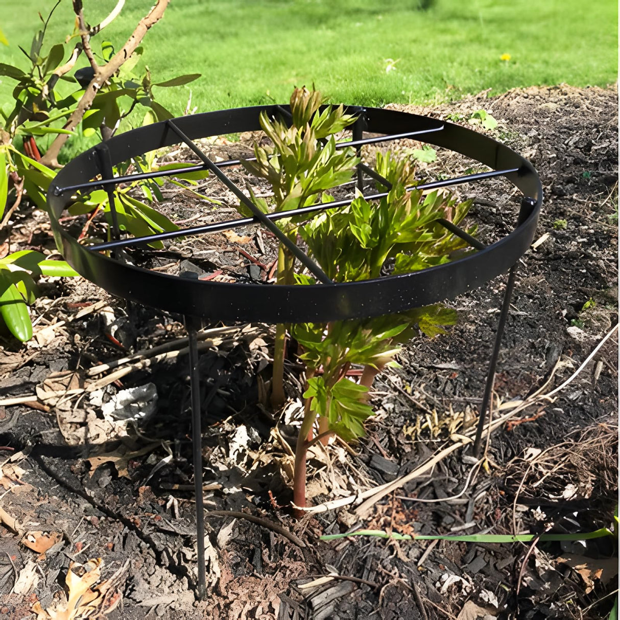 GOOOXIM 23.6" Peony Cages and Supports,Plant Support Ring for Hydrangea