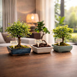 Bonsai Tree Kit Deluxe - Growing 5 Unique Japanese Bonzai Trees