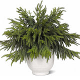 CCPanda 20 Pcs Christmas Artificial Norfolk Pine Branches 18" Real Touch