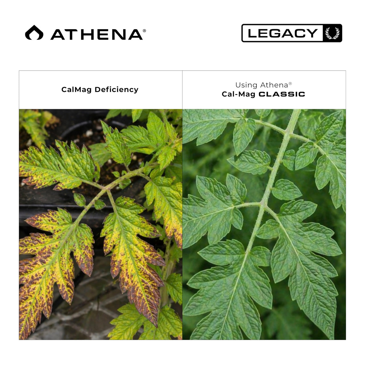 Athena Cal-Mag Classic | Calcium, Magnesium & Iron Supplement for Plants | Cal Mag Fertilizer | NPK 2-0-0 | Hydro, Coco & Soil | 32 Ounce