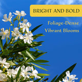 CitronellaKing 6 White Oleander Shrubs | Live Plants in 2.5-inch Nursery Cubes | “Sister Agnes” Variety | Deer-Resistant Evergreen Perennial | Stunning White Blooms for Outdoor Hedges & Garden Landscaping