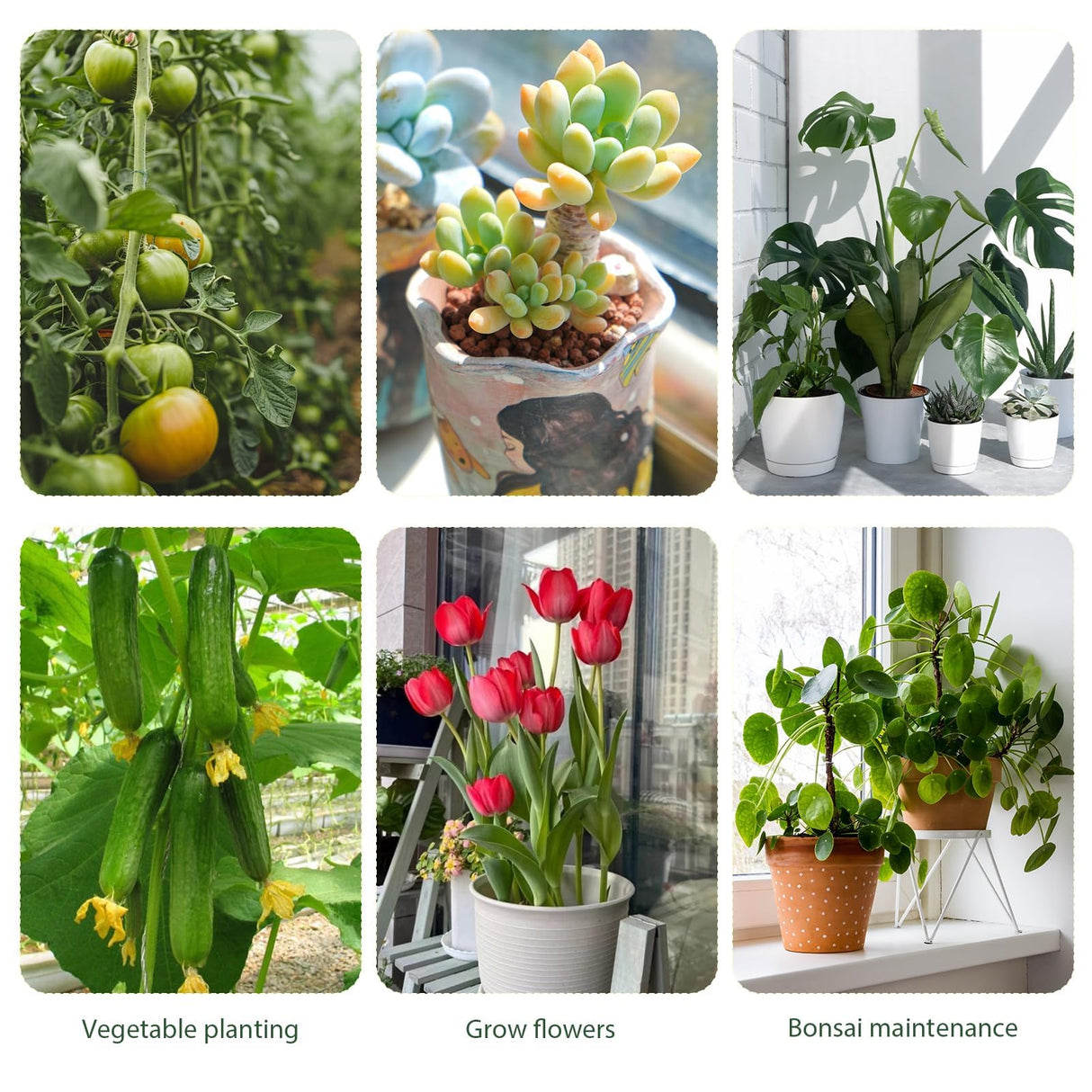 Upgrade Stackable Monstera Plant Support,2026 New Durable Garden Plant Support Stakes for Indoor Outdoor Potted Plants,Garden Accessories Plant Sticks for Vine Training Stem Stabilization (5, Green)