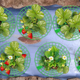Pumtus 20 Pack Strawberry Supports, Strawberry Plant Stand With 3 Sturdy Legs, Strawberry Growing Racks, Strawberry Growing Frame Holder Cage, Keeping Berries Clean