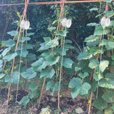 Hidbot Tomato Support Hooks with String 20 Pcs,100 Pcs Plant Support Clips for Climbing Plants,Tomato Trellis Roller Hooks with 49.2FT String,Reusable Grape Vine Clips to Prevent Tomatoes