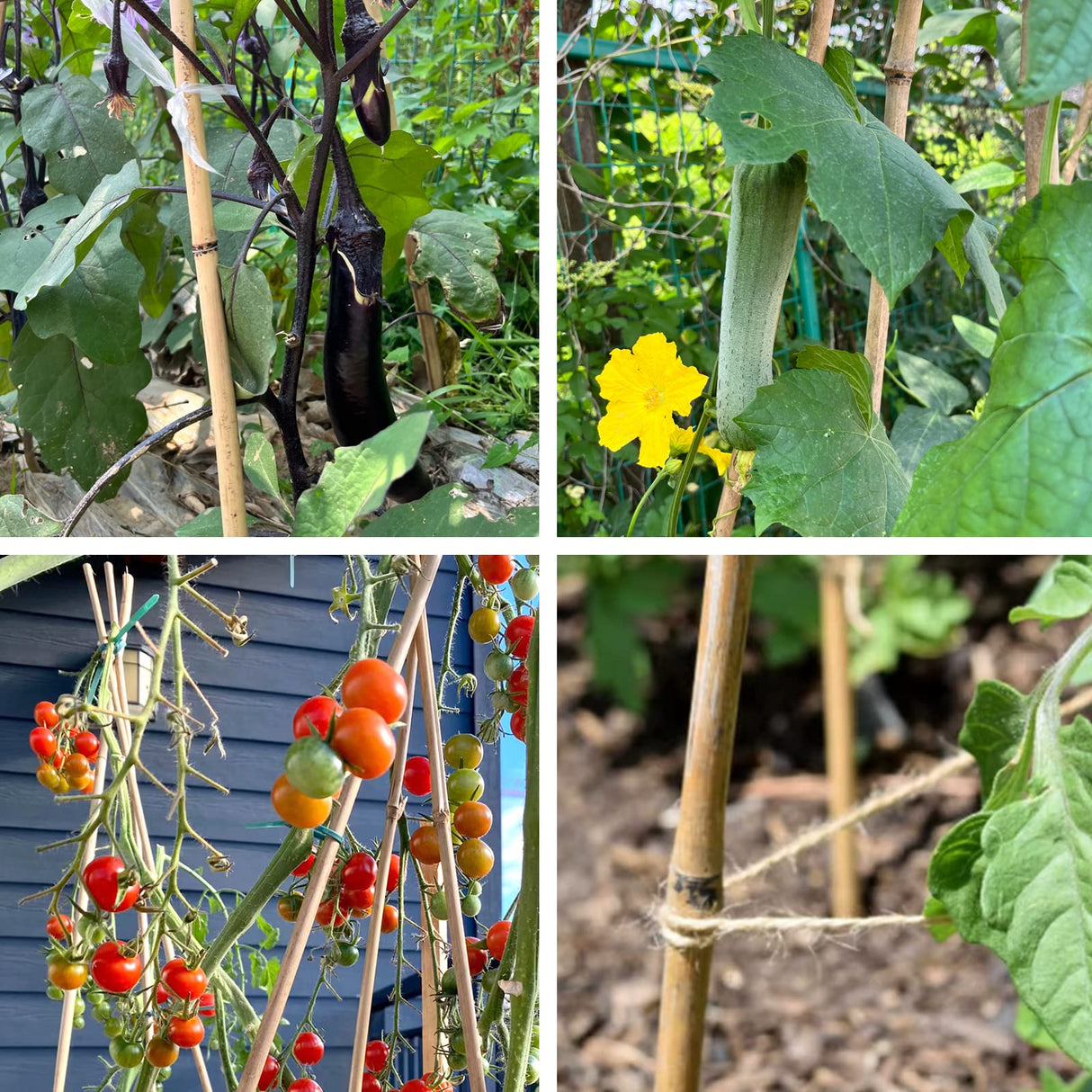 Cambaverd Bamboo Stakes 4 Feet Thicker Garden Stakes with Garden Twine, Diameter of 0.55in Natural Plant Stakes Bamboo Poles for Climbing Plants Support Tomato Cage - 20 Pack Bamboo Sticks for Plants