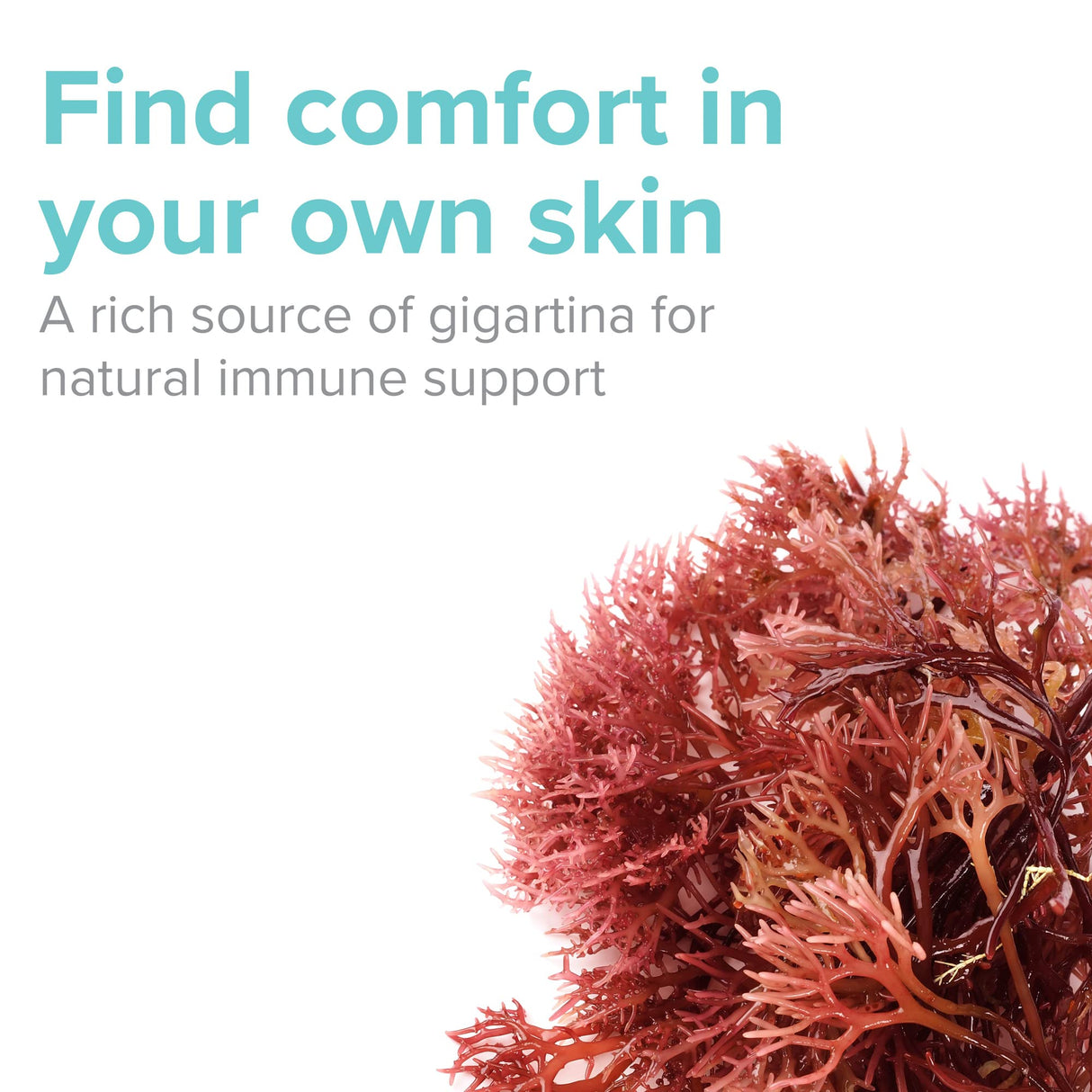 Vibrant Health, Gigartina Red Marine Algae, Plant-Based Immune Support, 60 Capsules