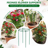 6 Pack 16 x 24 Inch Peony Cages and Supports, 16" D x 24" H Grow Through Plant Support Grid Brace for Outdoor Plants Flower, Metal Peony Stake Peony Ring Hoops Frame Support for Rose Tomato Vegetables