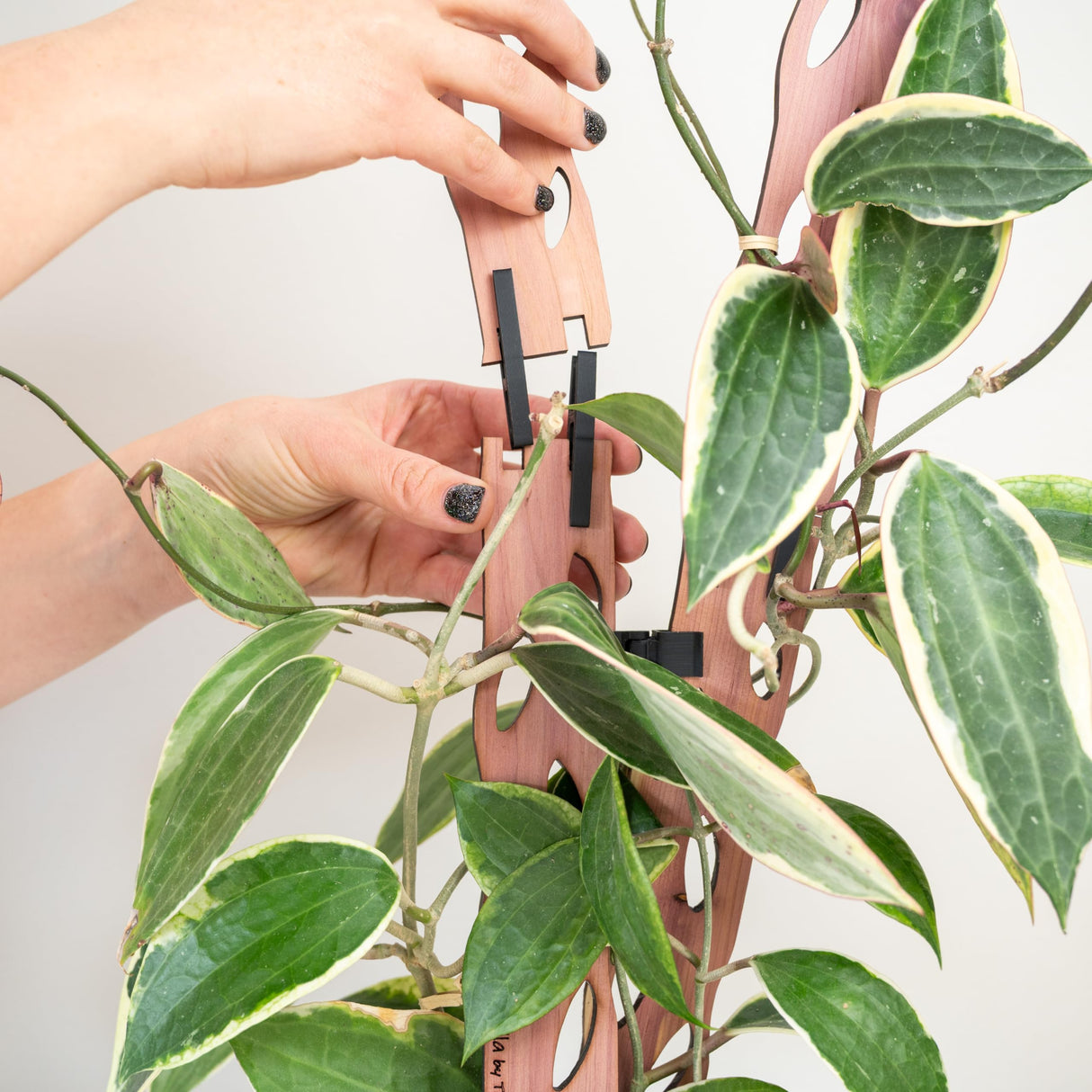 Treleaf Zella Grande Starter Kit – Wooden Extendable Plant Trellis for Indoor Climbing Houseplants – Modular Plant Support with 2 Bases + 2 Extensions - Moss Pole Alternative