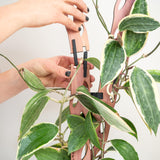 Treleaf Zella Grande Starter Kit – Wooden Extendable Plant Trellis for Indoor Climbing Houseplants – Modular Plant Support with 2 Bases + 2 Extensions - Moss Pole Alternative