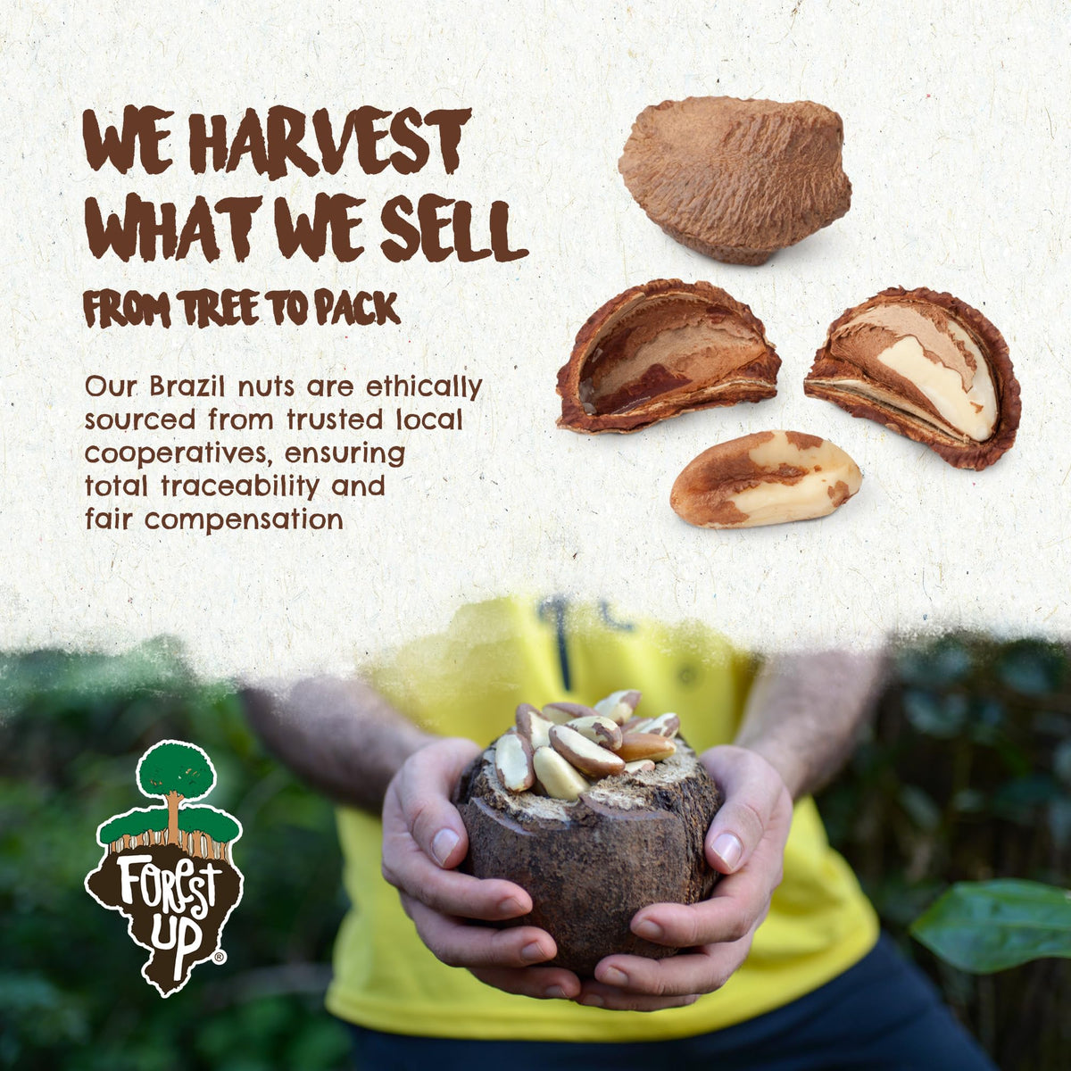 Forest Up The True Organic Brazil Nuts 15 oz Raw and Unsalted