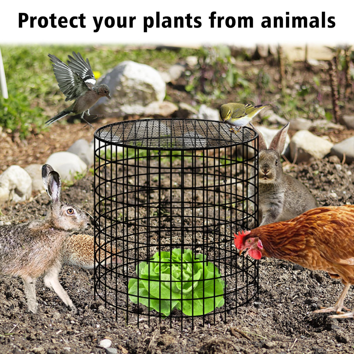 Hi Sasara 5 Sets Wire Plant Protectors Cage with Staples,11.8" Dia x 11.8" H,Plant Protector with Round Lids to Keep Animals Out,Wire Plant Protector Cage for Plants Vegetables Flower