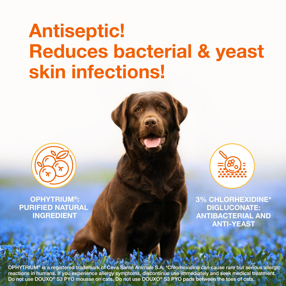 Douxo S3 PYO Medicated Dog Mousse - Bacterial & Yeast Infection Treatment