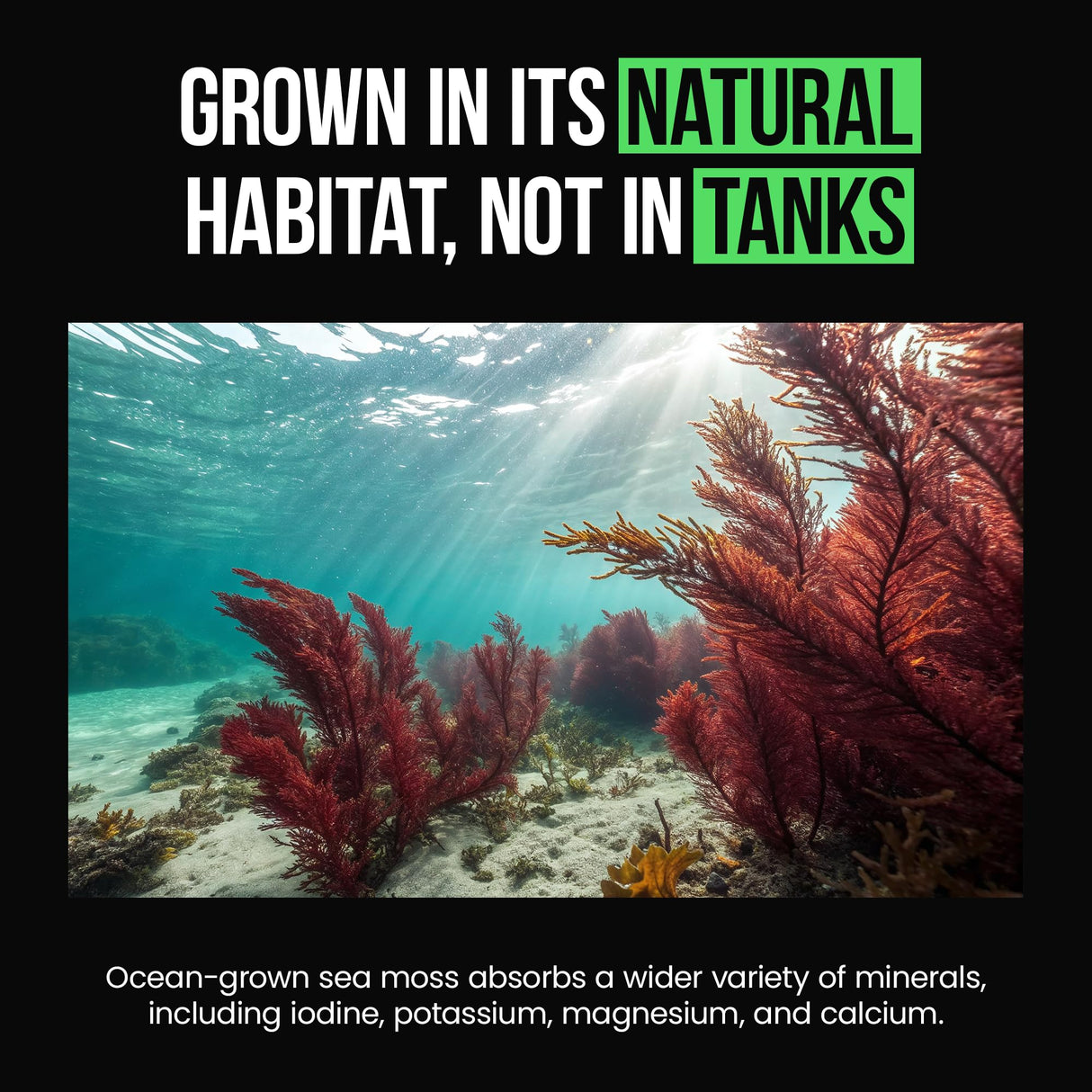 VitaRaw Organic Irish Sea Moss Capsules 2400 mg - Burdock Root and Bladderwrack Powder Real Seamoss Pills for Immune Support, Joint and Gut Health Help - Raw Sea Moss Advanced Herbal Supplement