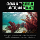 VitaRaw Organic Irish Sea Moss Capsules 2400 mg - Burdock Root and Bladderwrack Powder Real Seamoss Pills for Immune Support, Joint and Gut Health Help - Raw Sea Moss Advanced Herbal Supplement