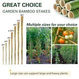 Sprigra Bamboo Stakes 3FT 30pcs, 36 inch Garden Stakes Multi-Purpose, Bamboo Plant Support Stakes for Tomatoes, Beans, Peppers, Flowers, Potted, Maintain the Plant Posture, Strengthen and Stem