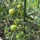 Garden Stakes, 48 Inch 4Ft Steel Tomato Plant Stakes, 20 Pack