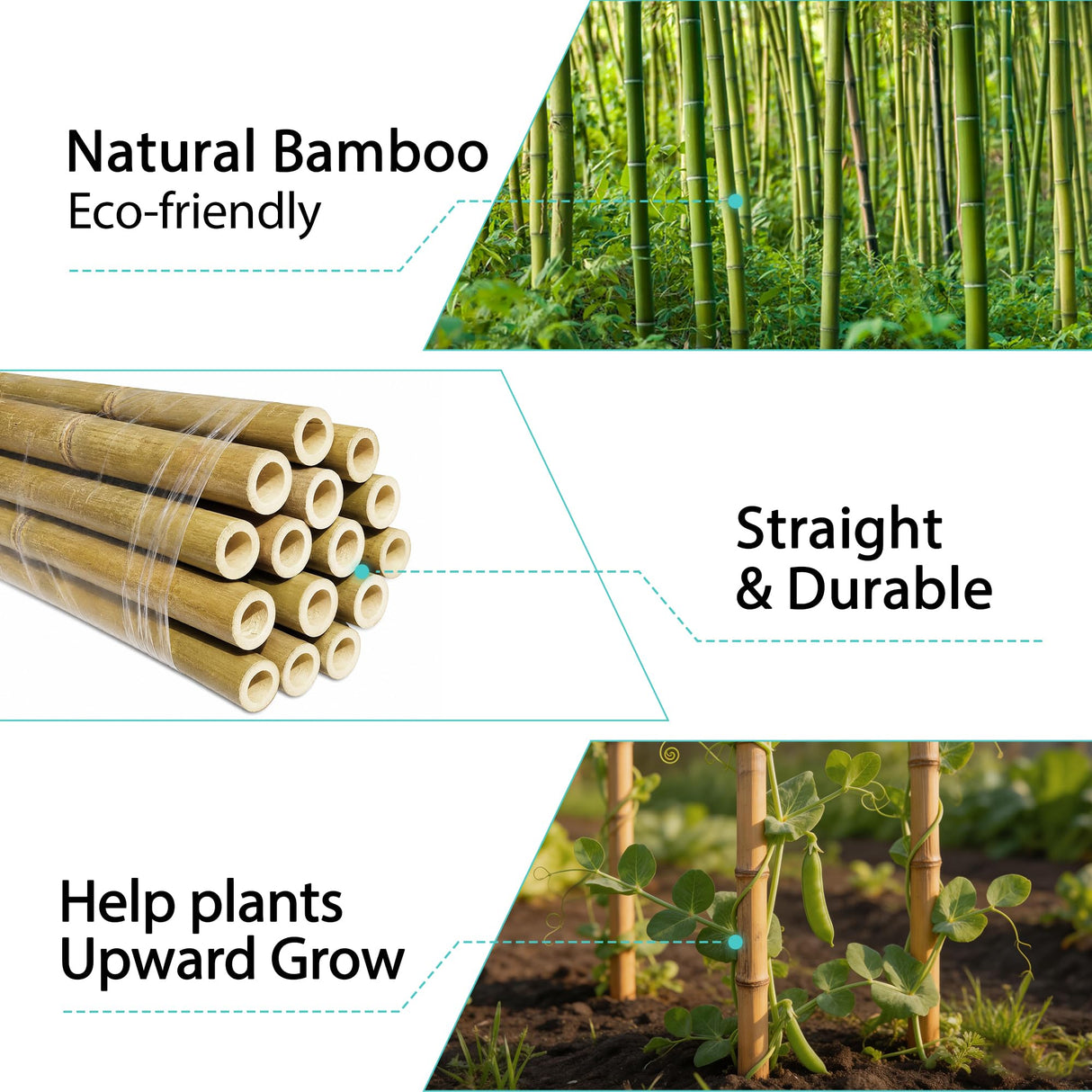 Latuxe Bamboo Stakes 6FT, 20pcs Garden Stakes 72in Specifically Designed for Climbing Plants, Ideal for Tomatoes, Beans, Cucumbers, Peppers, Vines, and More Plant Growth