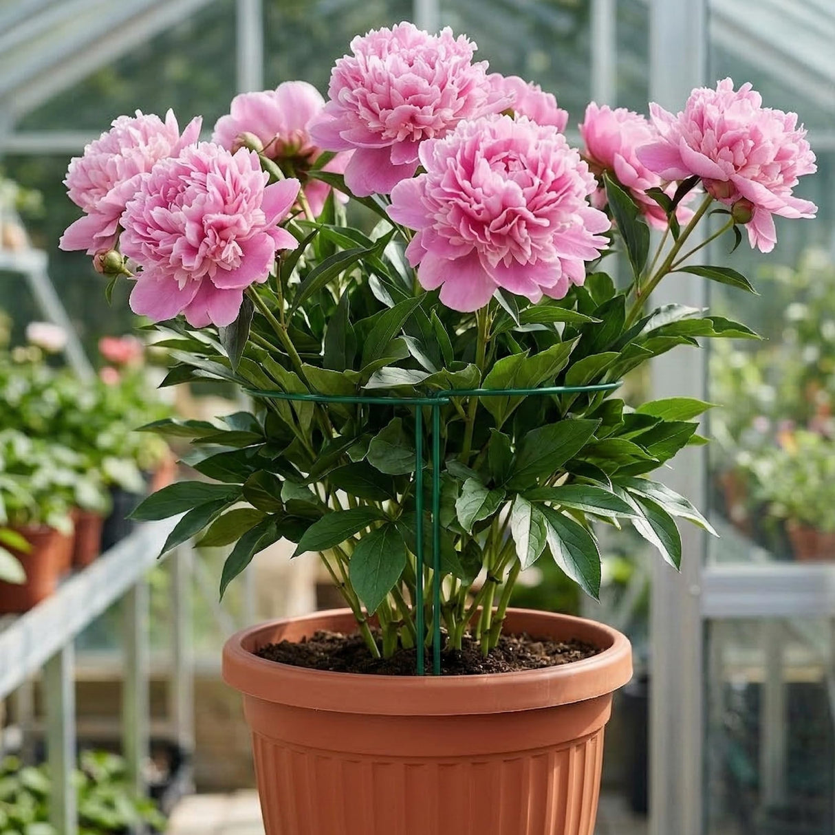 Thealyn 10 Pack Plant Support Stakes, 10" x 16" Peony Cages and Supports