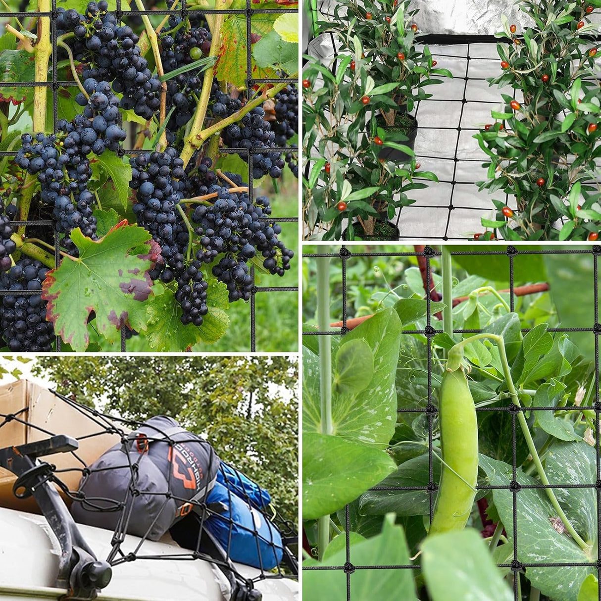 6x6 Ft Elastic Plant Trellis Net - 2-Pack Heavy Duty Garden Support Net with 4 Hooks for Grow Tents, Climbing Vegetables, Fruits & Flowers (Black)