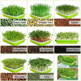 SUNPRO 2-Pack Seed Sprouter Tray with Humidity Lid, BPA Free Food Grade Soil-Free Sprouting Kit, Large Capacity Wheatgrass Grower & Microgreens Germination Station for Beans, Peas, Cat Grass (Green)