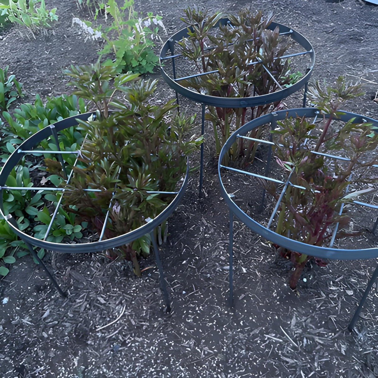 GOOOXIM 23.6" Peony Cages and Supports,Plant Support Ring for Hydrangea