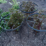GOOOXIM 23.6" Peony Cages and Supports,Plant Support Ring for Hydrangea