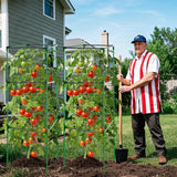 3 Pack 47x15.7x15.7Inches Square Tomato Cages for Garden,Heavy Duty Steel Tomato Trellis for Garden,Cherry Tomato Cage,Durable Tomato Plant Support for Cucumbers and Climbing Vegetables
