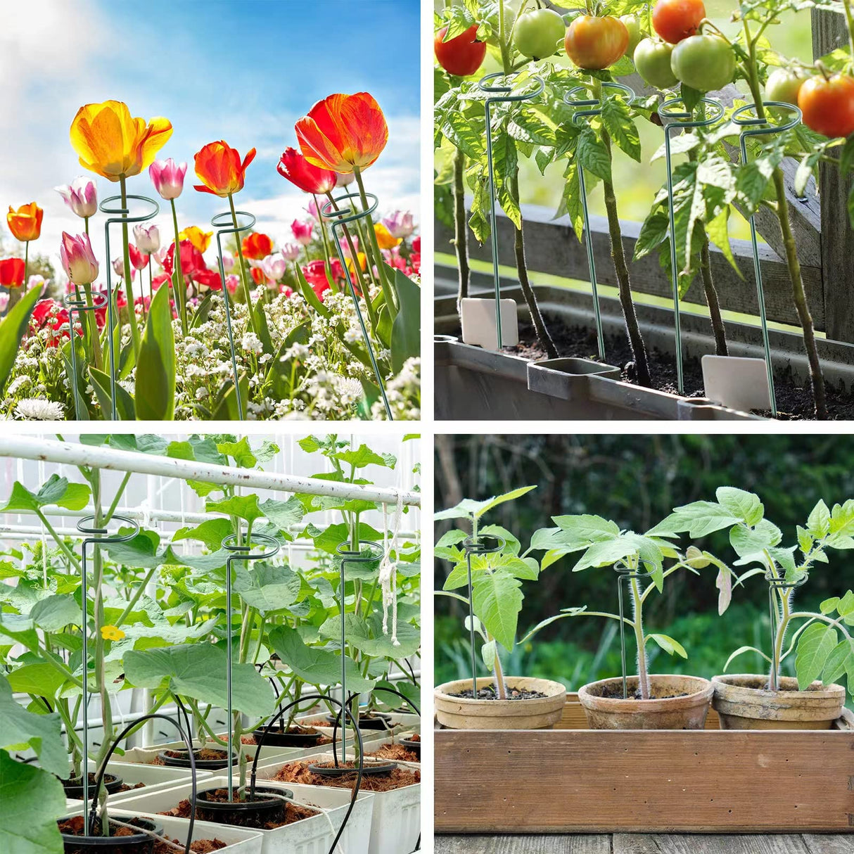 Thealyn 20 Pack 16 Inch Plant Support Stakes, Metal Single stemmed Flower Support Hoops，Garden Plant Stakes Plant Prop for Amaryllis Orchid Lily Rose Peony Tomatoes Gladiolus