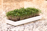 mizuna Microgreens Growing Kit — 2 Ceramic Trays, Coconut Coir & Seeds | Indoor Windowsill Grow Kit | Gift for Plant & Food Lovers