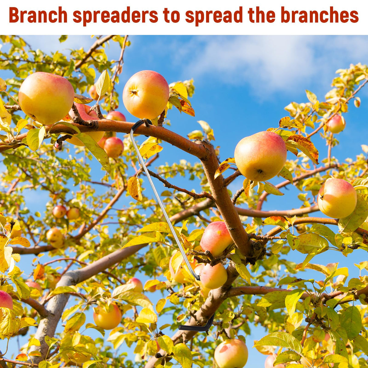 MorningRo 25 Pcs Fruit Trees Limb Spreader 10 Inch Tree Branch Puller Spreader with Plastic Hose Wrapped, Spreading Crotch Open Angles Branches Support Bending Tool for Shaping Seedlings Flowers