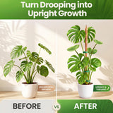 2 Pack 63'' Bendable Moss Pole Monstera Plant Support for Large Climbing Indoor Plants - Stakes for Potted Climbers - Tall Sticks Indoor Trellis for Houseplants - Accessories for Monstera Pot
