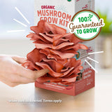 Back to the Roots Organic Pink Mushroom Grow Kit, Harvest Gourmet Mushrooms In 10 Days