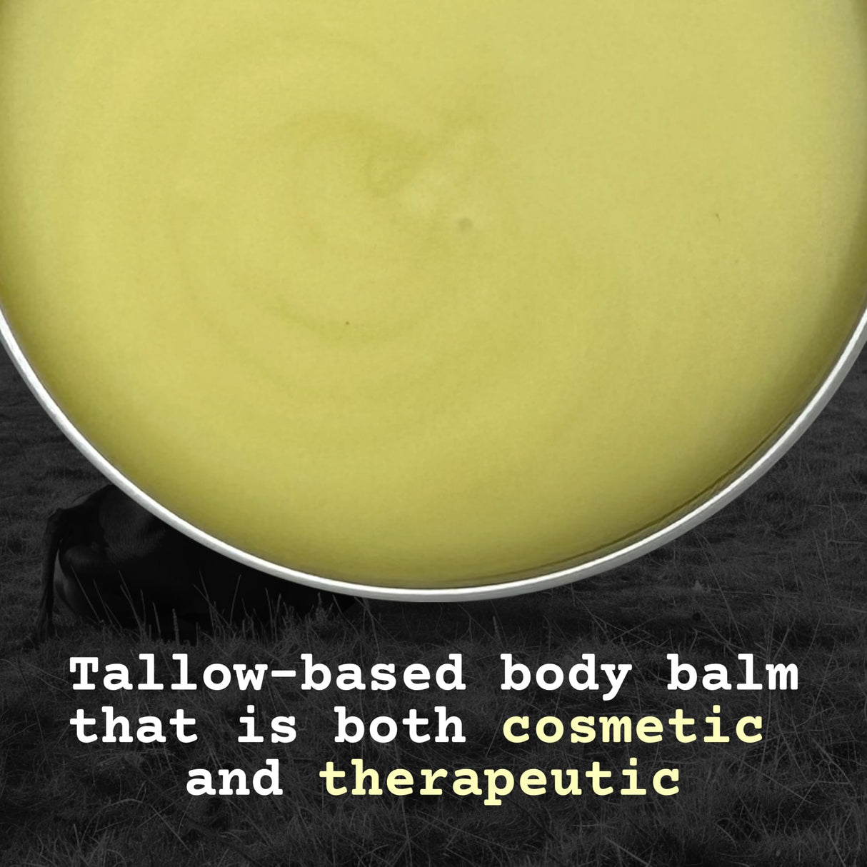 The Tallowed Truth F-Balm Tallow – Grass-fed, Grass-finished Tallow – 5 Ingredients Only – Canadian-made All Purpose Tallow Balm – Made in Canada – Tallow for Face & Body – 2 oz (1-Pack)