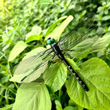 SXXSMYWR 2026 New Dragon Fly Clips for Bugs Repellent, 3D Artificial Dragonfly Hat Clip, Dragonfly Garden Decor (10PCS) (10, Black)