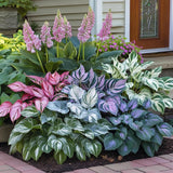 200+ Hosta Seeds Heart-Shaped Hosta Bare Roots - Rich Foliage, Heart Shaped Leaves, Outdoor Garden Attract Pollinators Perennial Bonsai Decoration