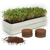 mizuna Microgreens Growing Kit — 2 Ceramic Trays, Coconut Coir & Seeds | Indoor Windowsill Grow Kit | Gift for Plant & Food Lovers