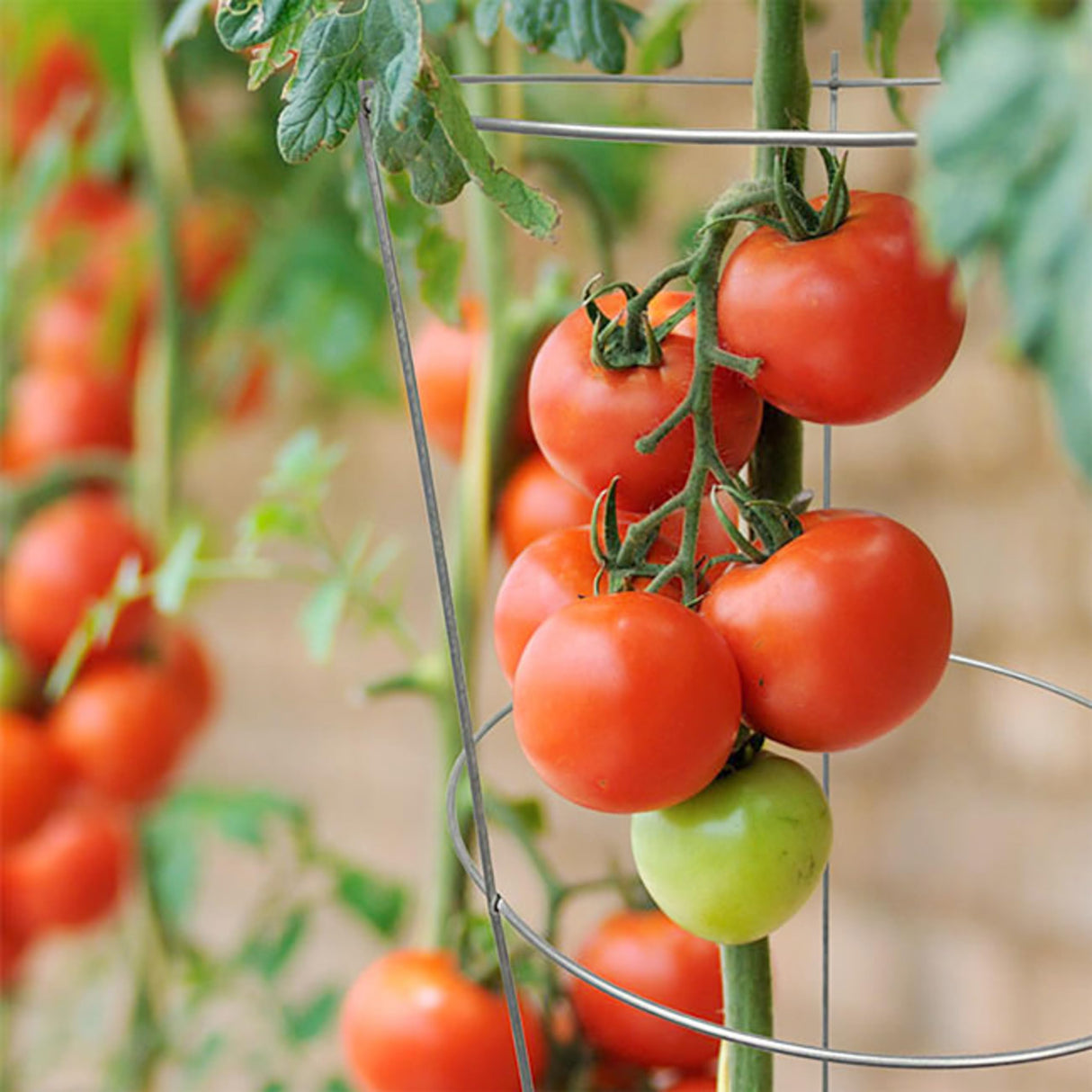 BestNest Panacea 89723 Round Tomato & Pepper Towers, Galvanized, Pack of 20