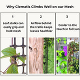 Deck Post Trellis for Clematis and Climbing Plants, 1-Pack