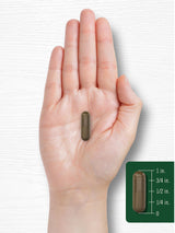 Carlyle Schisandra Supplement 1160 mg | 200 Capsules | for Women and Men | Berry Fruit Extract | Non-GMO and Gluten Free