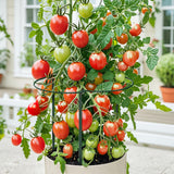 Unves 6 Pack Peony Cage, 32" x 13" Half Round Metal Plant Support Stakes