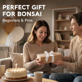 Avergo Bonsai Starter Kit – Growing Jacaranda Bonzai Tree