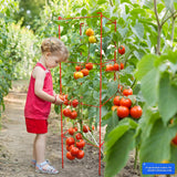 Thealyn Tomato Cages 6 Packs 46 Inch (H) Plant Stand with 164 Ft Twist Ties