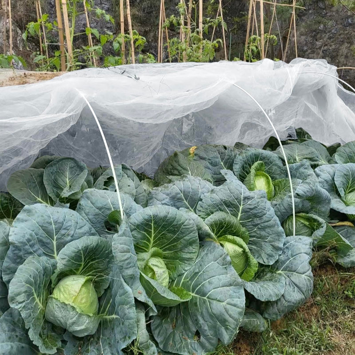 GonLei Garden Netting 10 X 30 FT Ultra Fine Garden Mesh Netting Protection Net Plant Cover Screen Vegetable Row Cover,Blueberry Netting Shrubs Fruits Tree Flowers Garden Screen Barrier Net