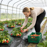 15Packs Strawberry Plant Support, Strawberry Plant Stand Holder Reusable Strawberry Plant Protector Greenhouse Strawberry Trellis Accessories Strawberry Planter for Strawberry Garden Plants