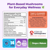 2 Pack Ashwagandha and Lions Mane Mushroom Supplement Gummies - Organic - Reishi, Cordyceps, Turkey Tail, Maitake, Shitake, Chaga - Immune Defense, Boosts Cognitive Performance, Vegan, Low Carb